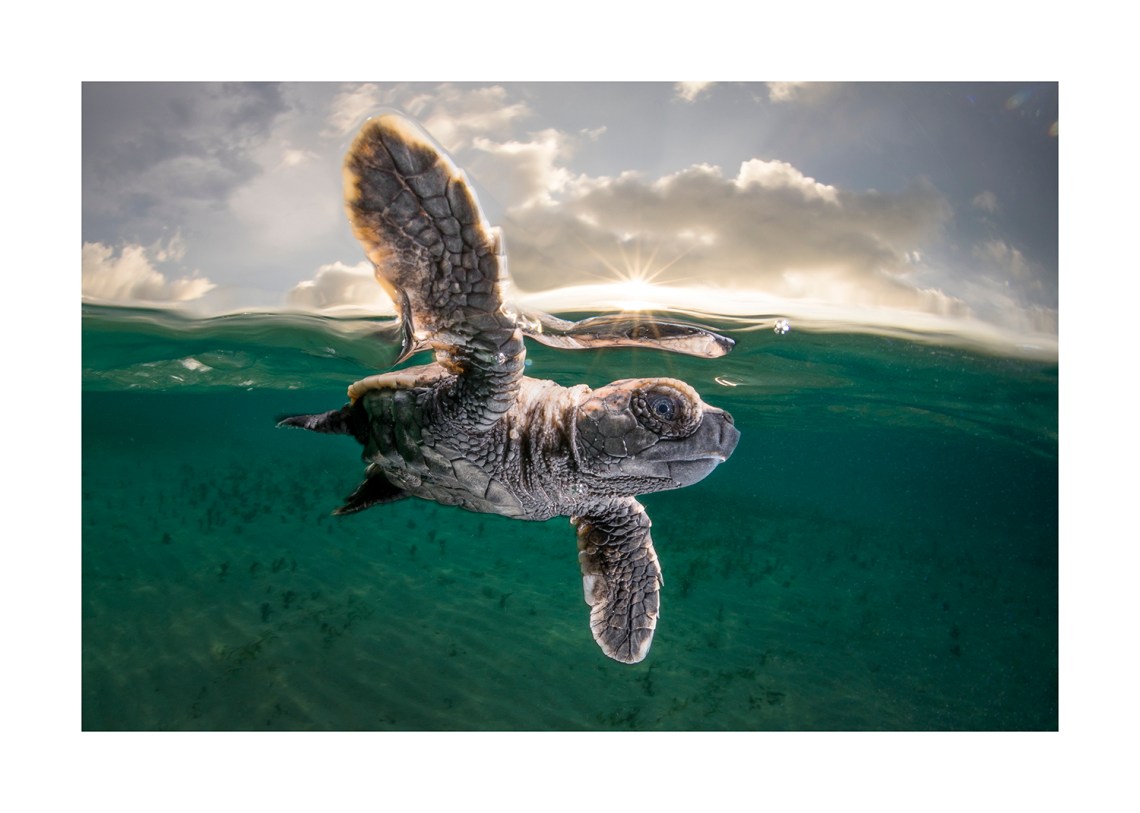 Hawksbill Turtle Hatchling at Lissnenung Island Papua New Guinea