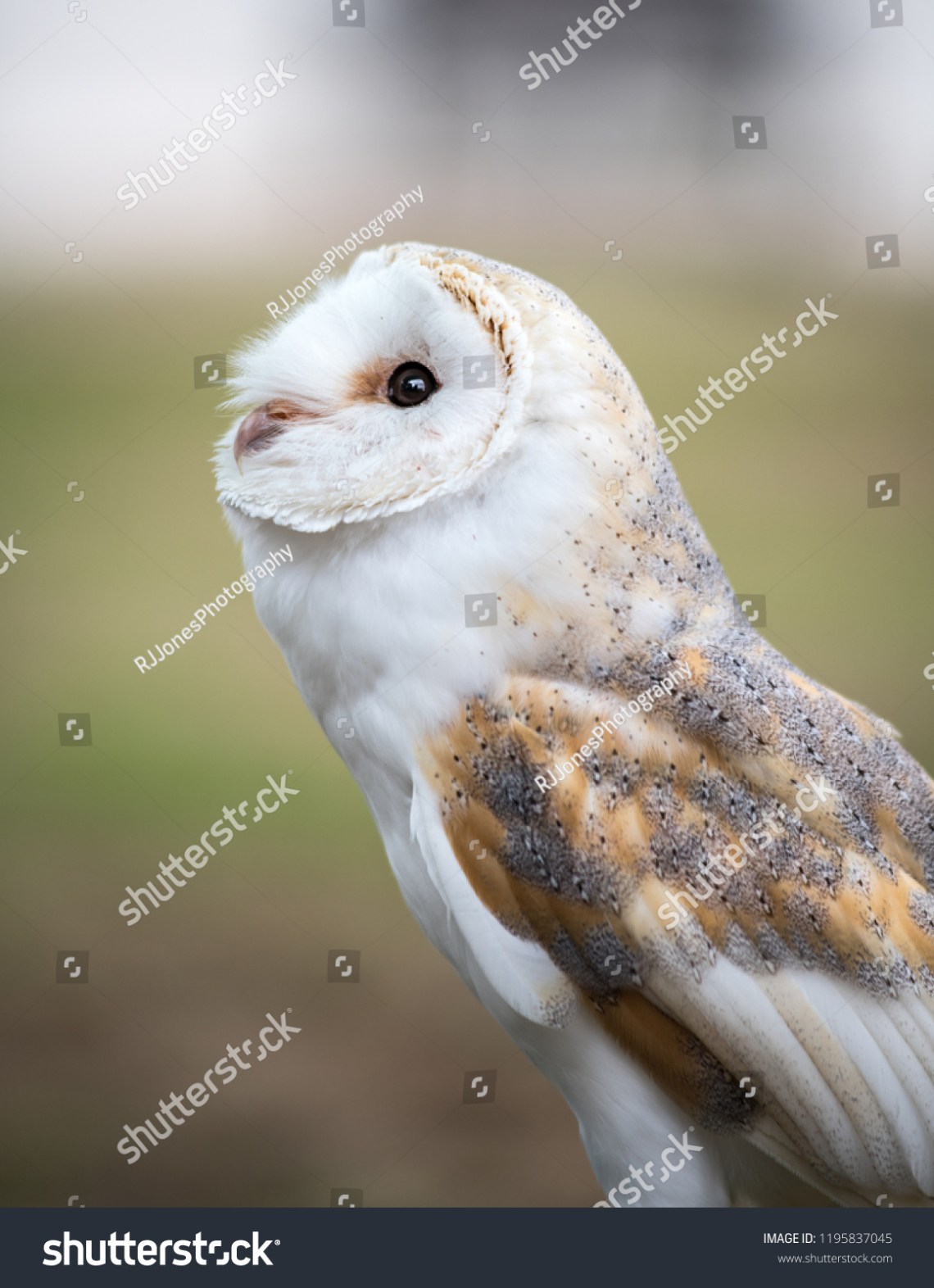 stock-photo-a-barn-owl-1195837045