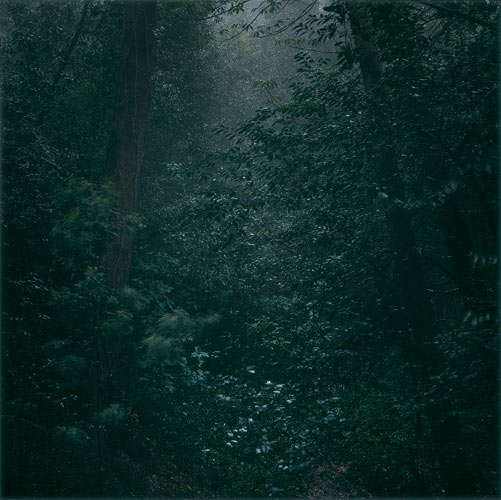 daniel-gustav-cramer-woodland-42-domobaal